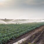 Aspersor de riego Agrícola de 2" Riego desde 28 hasta 31 metros de diámetro - Imagen 6