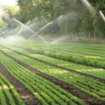 Bomba sumergible trifásica para pozo profundo 4", 8 GPM, descarga de 1.25", 2 HP. 220V SD408ME0200G - Imagen 5